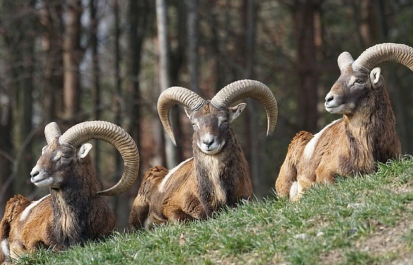 牡羊座 攻略 牡羊座 攻略