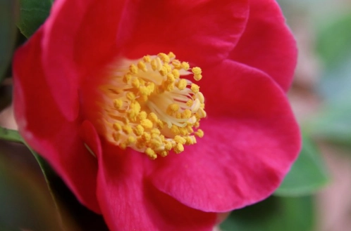 金牛男 喜歡一個人的表現 金牛男 喜歡一個人的表現