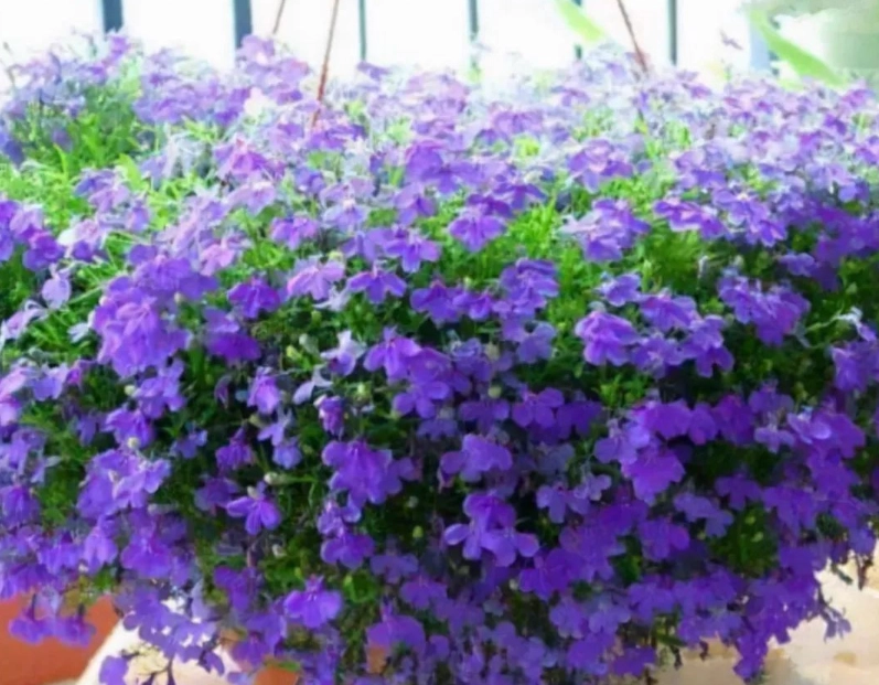 垂茉莉不開花 垂茉莉不開花