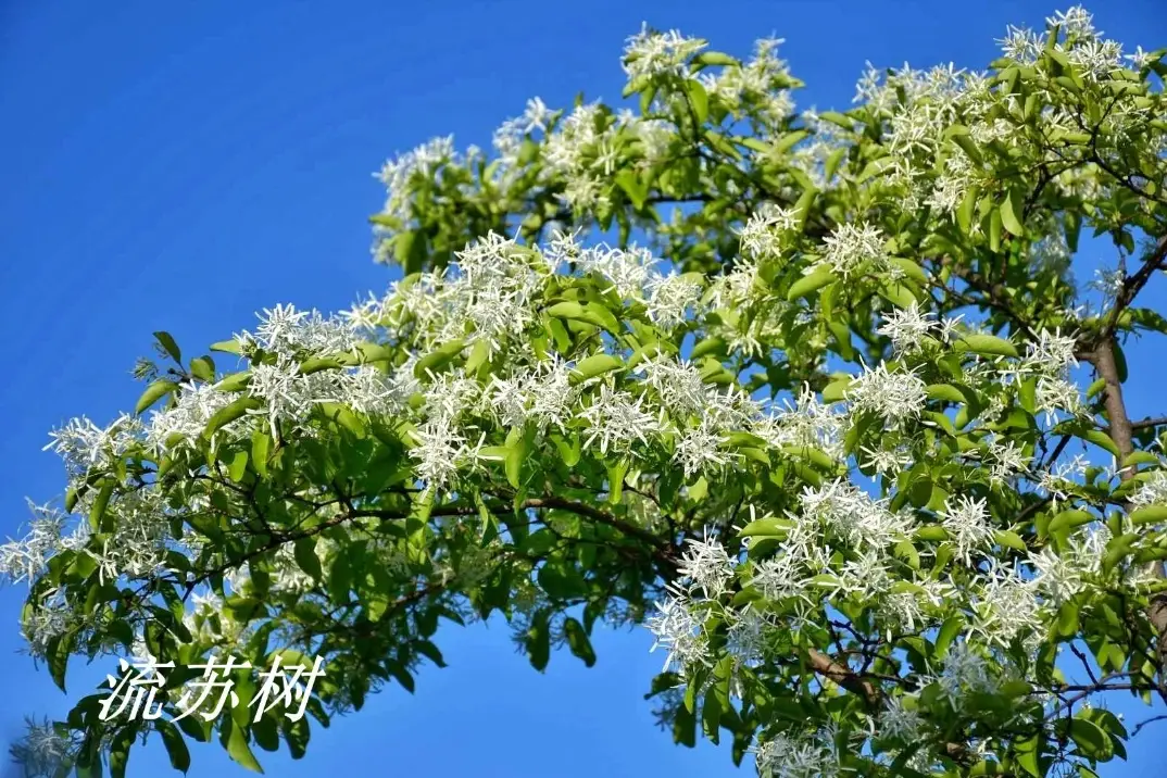 流蘇樹不開花