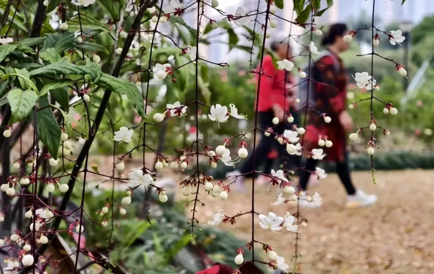 垂枝茉莉照顧 垂枝茉莉照顧