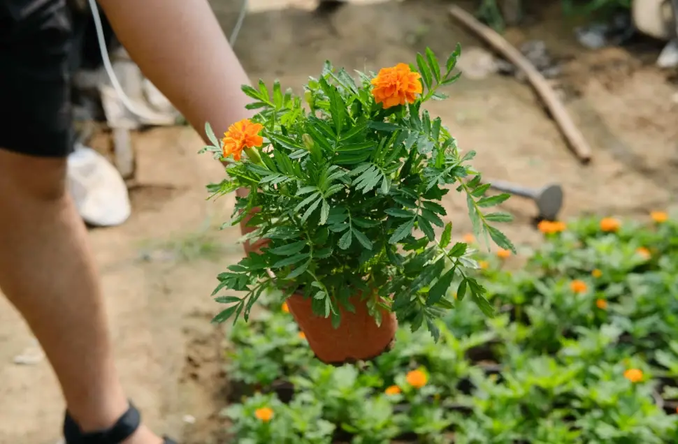 芳香萬壽菊照顧