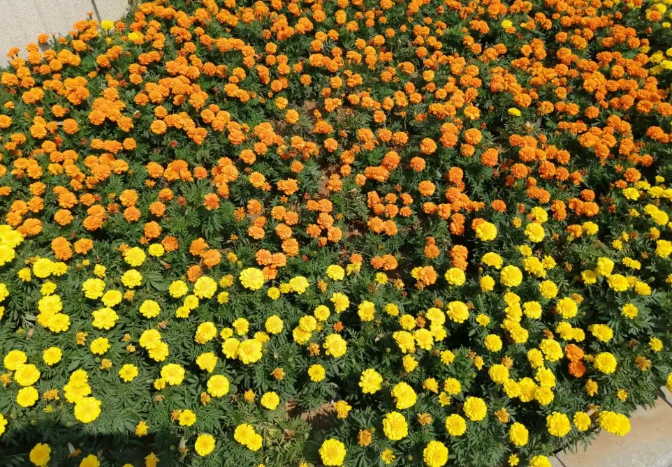 芳香萬壽菊種植方法