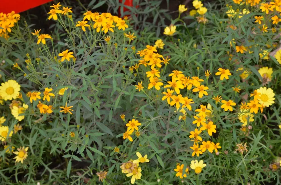 芳香萬壽菊照顧