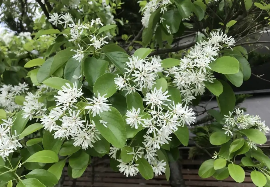 流蘇樹不開花