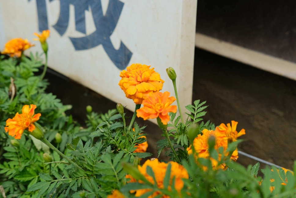芳香萬壽菊扦插