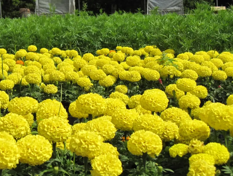 芳香萬壽菊照顧