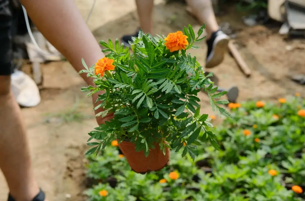芳香萬壽菊扦插