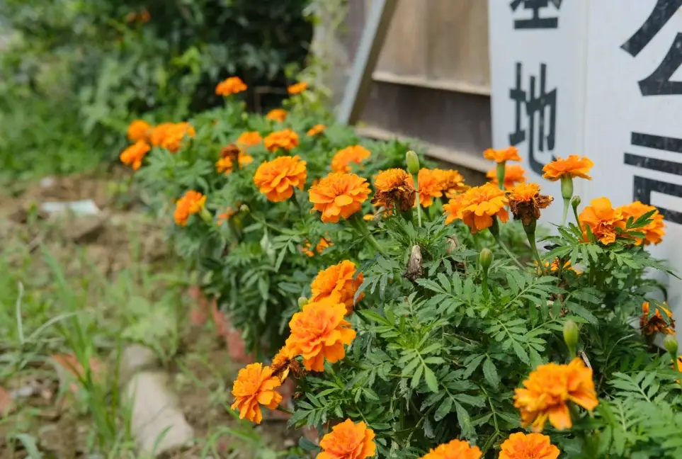 芳香萬壽菊扦插