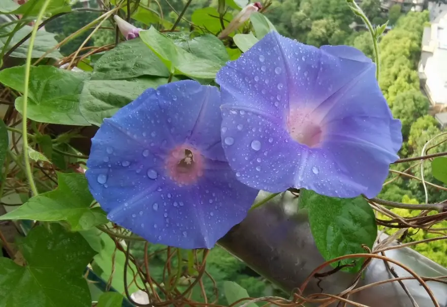 牽牛花毒性