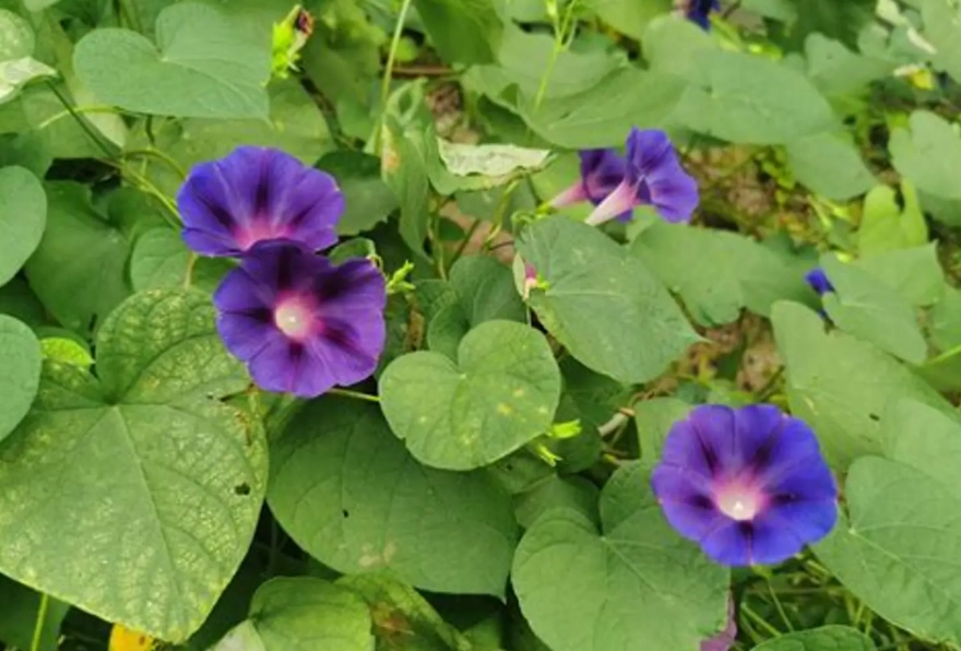 牽牛花毒性