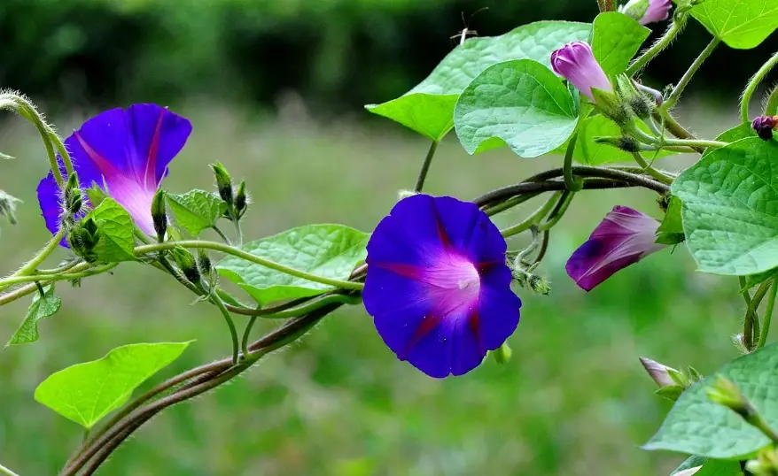 牽牛花毒性