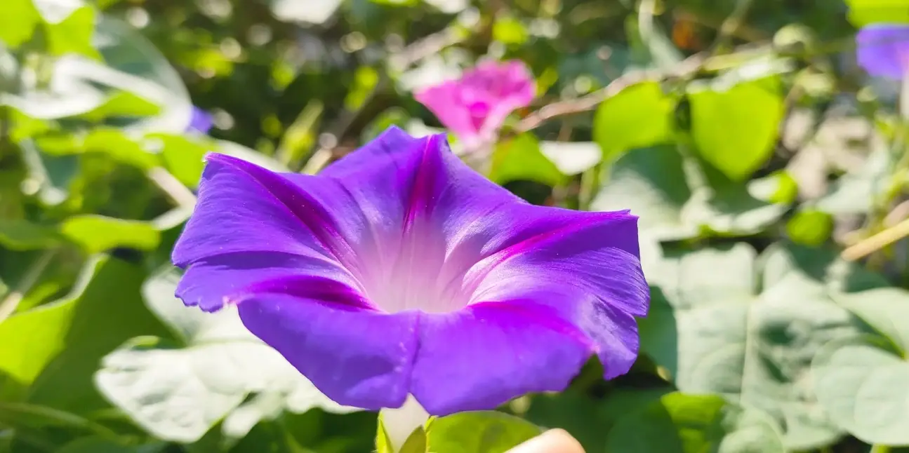 貓狗誤食牽牛花