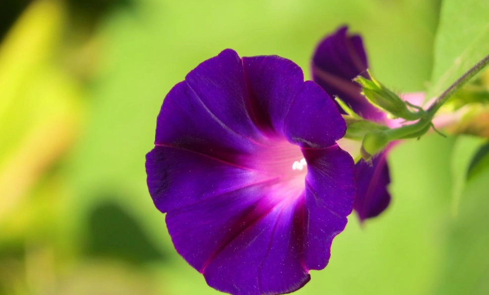 牽牛花毒性