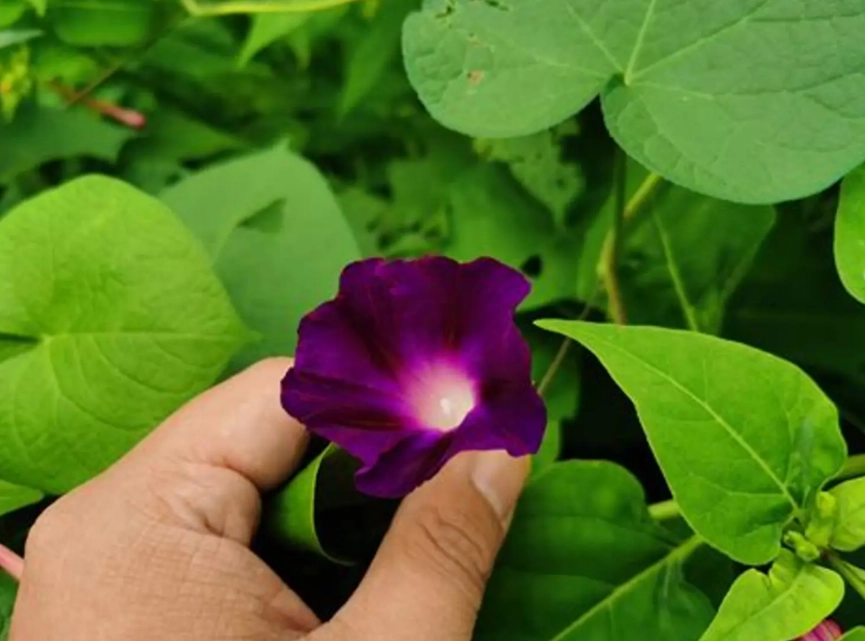 貓狗誤食牽牛花
