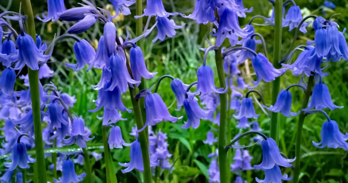 藍鈴花