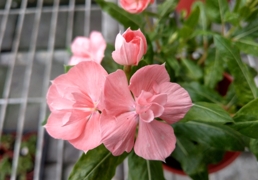 長春花 長春花