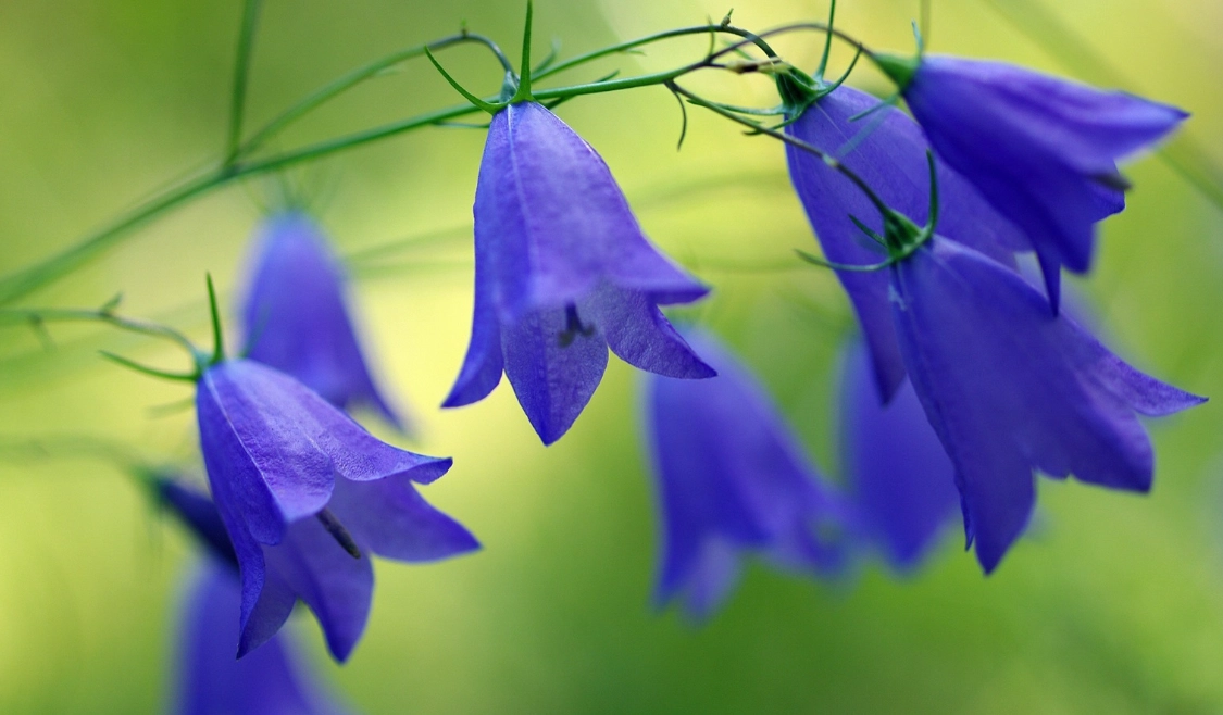 藍鈴花