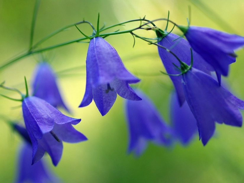 藍鈴花