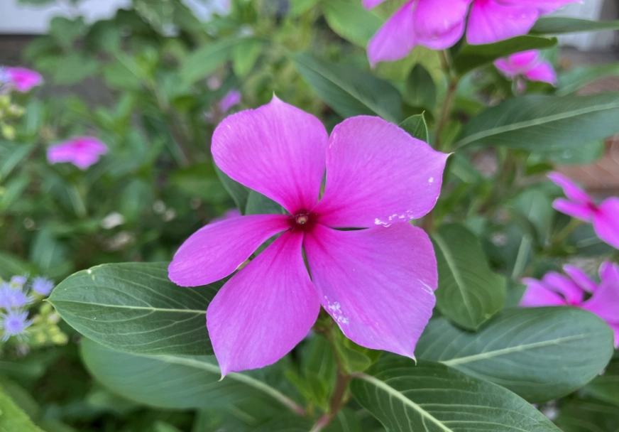 長春花 長春花