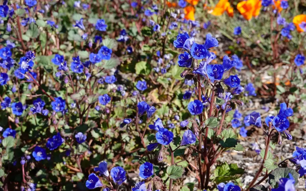 藍鈴花種植