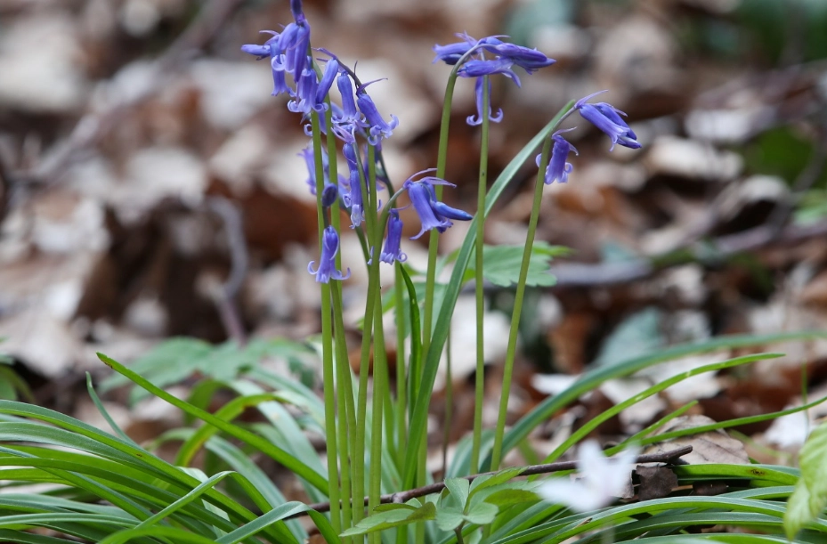 藍鈴花