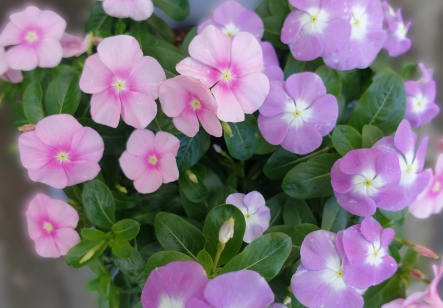 長春花 長春花