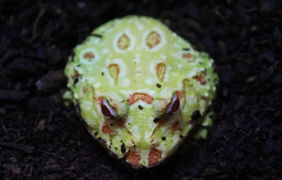 金角蛙飼養 金角蛙飼養