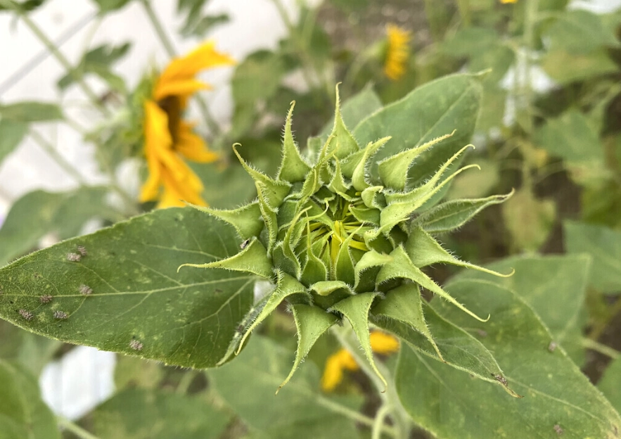 泰迪熊向日葵