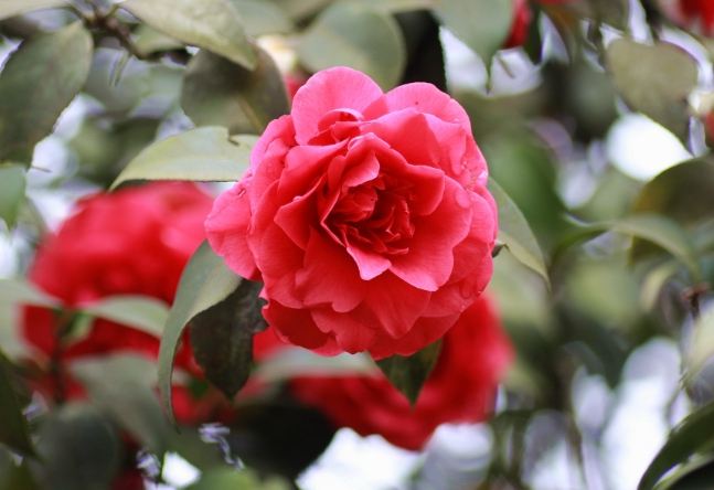 山茶花花語