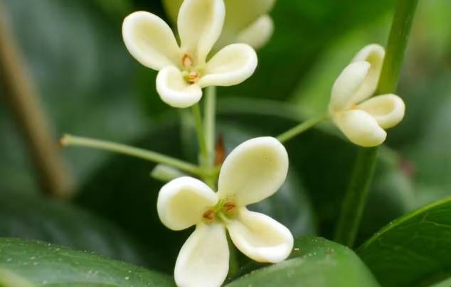 桂花種植 桂花種植