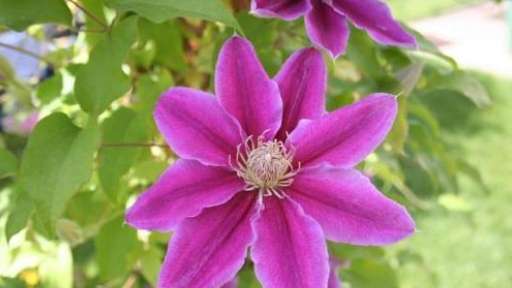 鐵線蓮生長速度