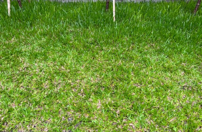 地毯草種植 地毯草種植