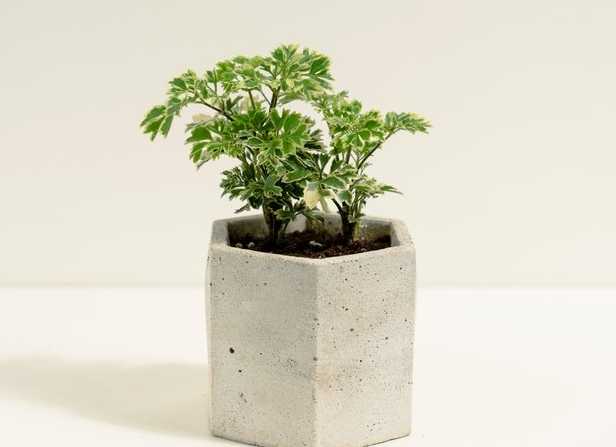 福祿桐養護 福祿桐養護