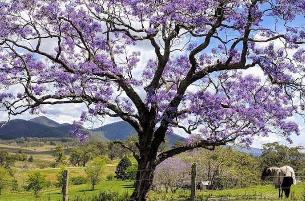 藍花楹花期 藍花楹花期
