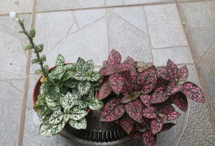 嫣紅蔓養護 嫣紅蔓養護