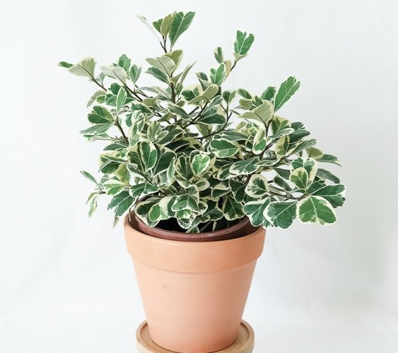 斑葉三角榕照顧 斑葉三角榕照顧