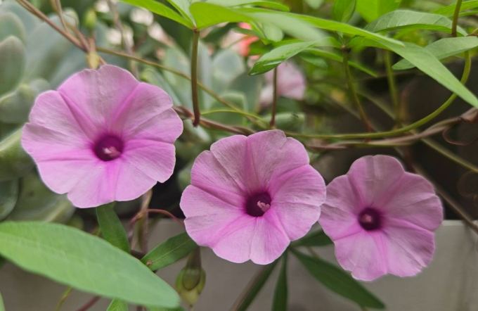牽牛花品種 牽牛花品種