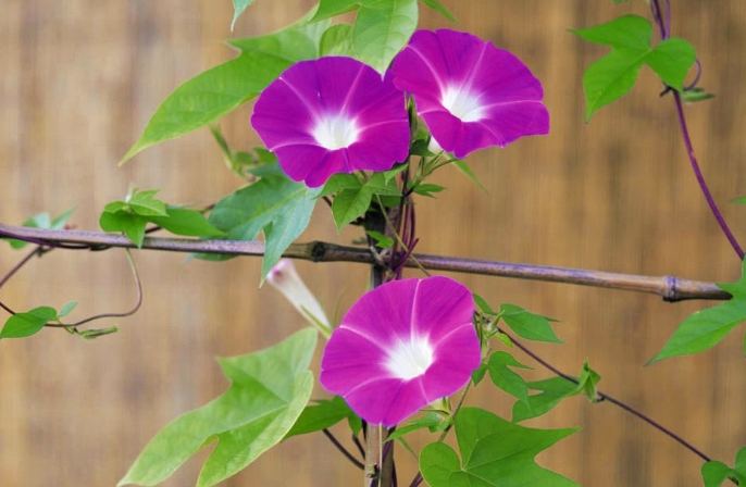 牽牛花種植 牽牛花種植