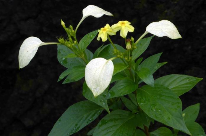 玉葉金花養護 玉葉金花養護