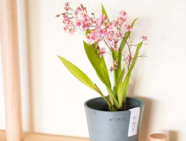 文心蘭種植 文心蘭種植