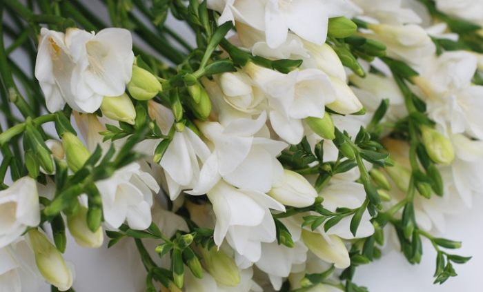 小蒼蘭養護 小蒼蘭養護