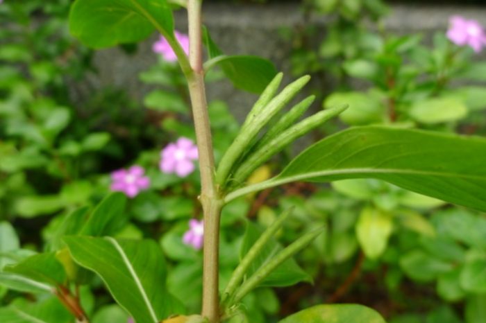 日日春養護 日日春養護
