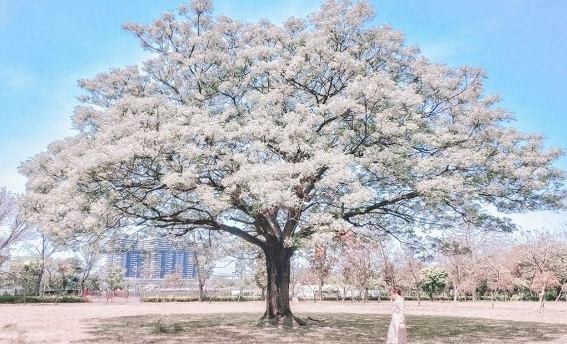 苦楝花賞花 苦楝花賞花