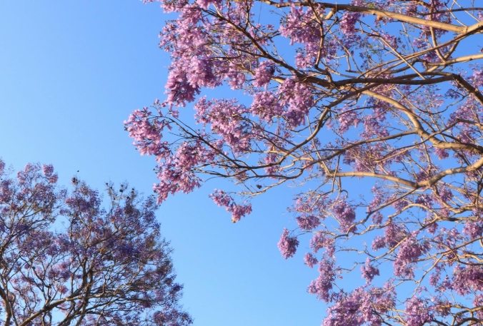 藍花楹賞花景點 藍花楹賞花景點