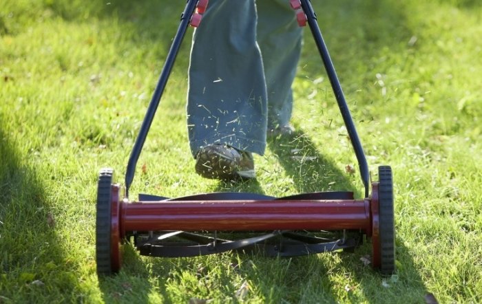 地毯草修剪技巧