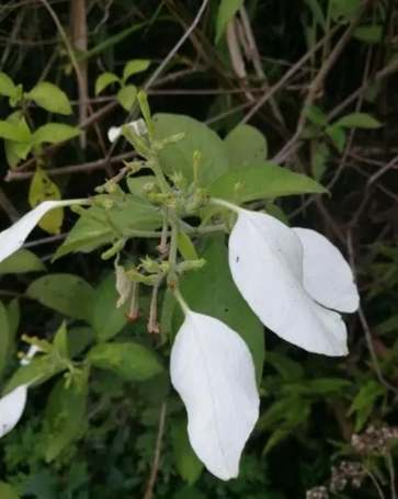 玉葉金花養護技巧 玉葉金花養護技巧