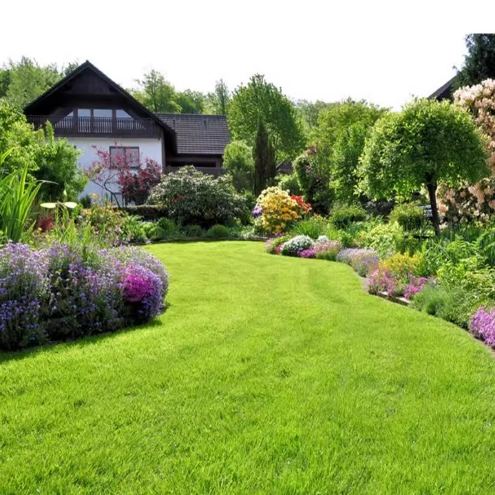 地毯草維護方法