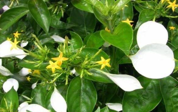 玉葉金花開花時間