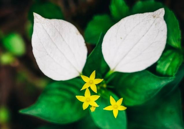 玉葉金花修剪時間 玉葉金花修剪時間